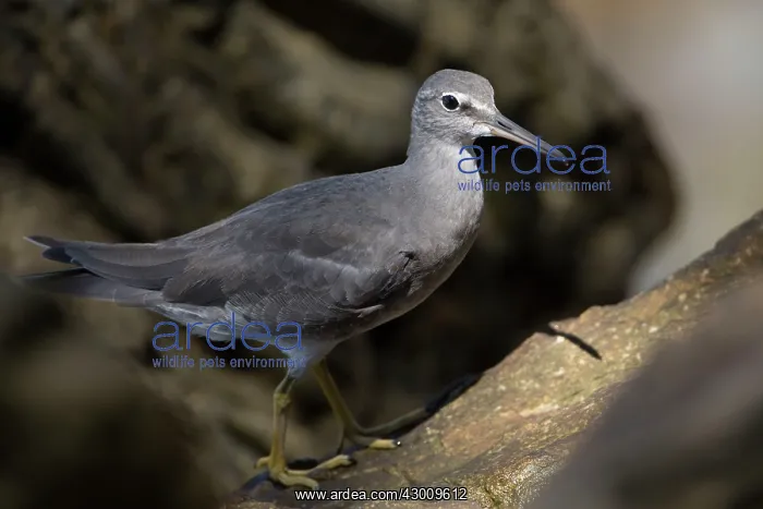 : Wandering Tattler : Wandering Tattler