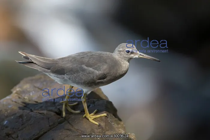 : Wandering Tattler : Wandering Tattler
