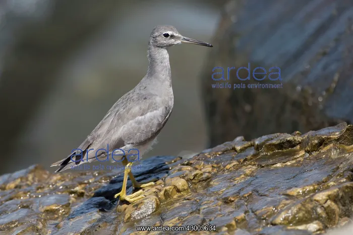 : Wandering Tattler : Wandering Tattler