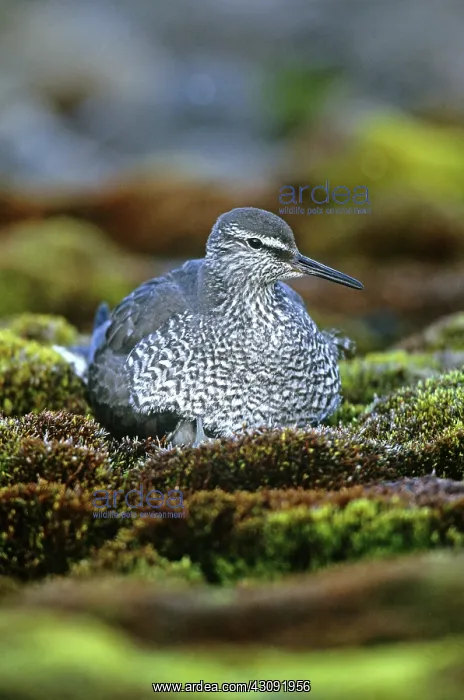 : Wandering Tattler : Wandering Tattler
