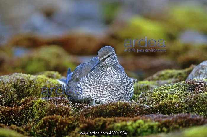 : Wandering Tattler : Wandering Tattler