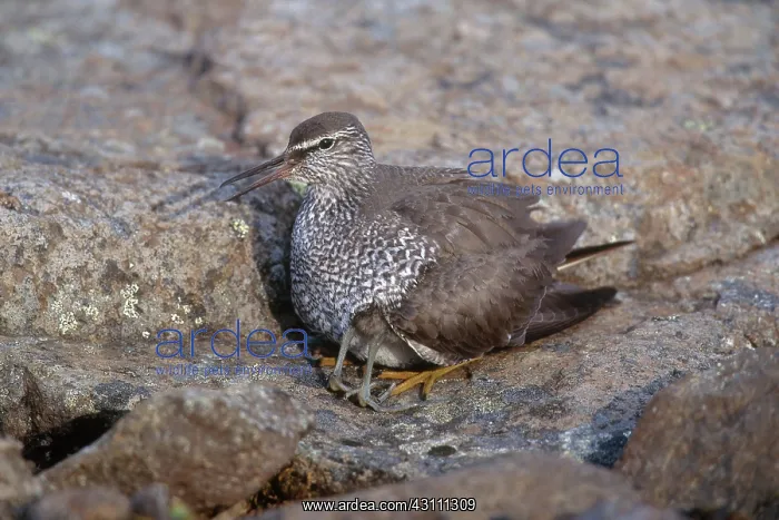 : Wandering Tattler with Chick : Wandering Tattler with Chick