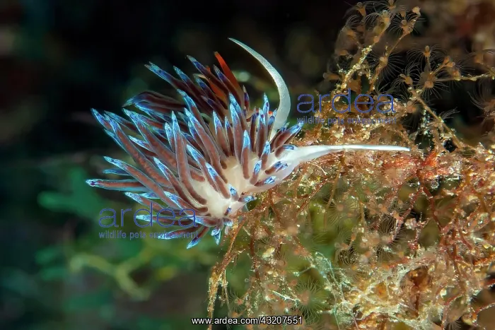 : Wandering thread snail (Cratena peregrina) Nudib : Wandering thread snail (Cratena peregrina) Nudib
