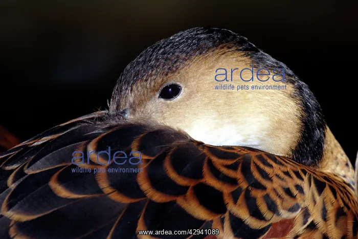  : Wandering whistling-duck