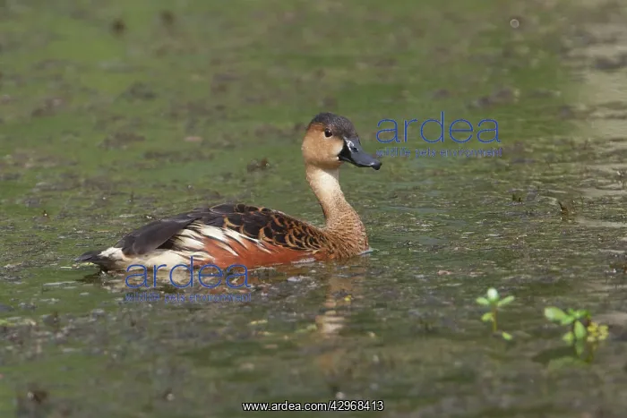  : Wandering Whistling-Duck