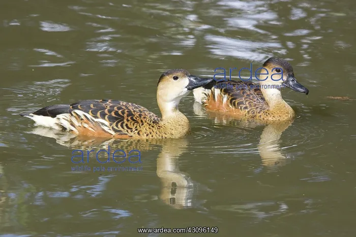 : Wandering Whistling Duck : Wandering Whistling Duck