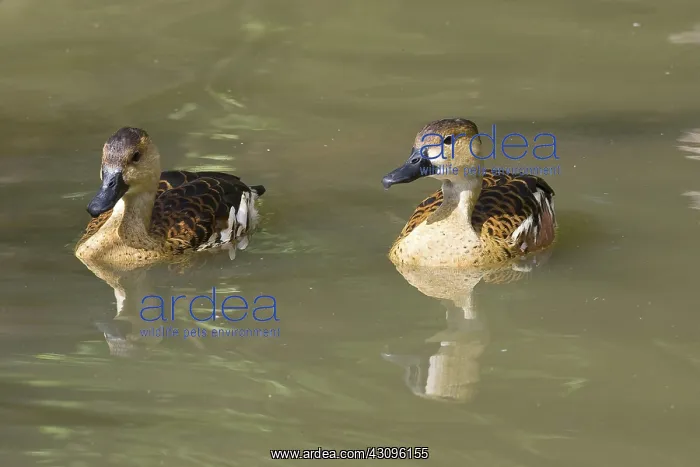 : Wandering Whistling Duck : Wandering Whistling Duck