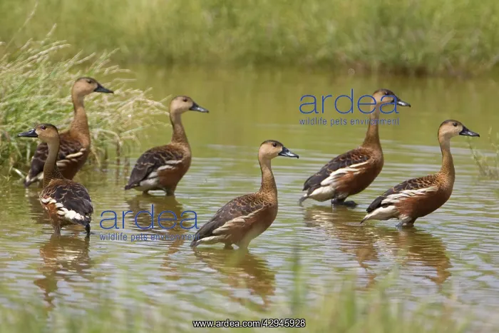 : Wandering Whistling-Duck flock : Wandering Whistling-Duck flock