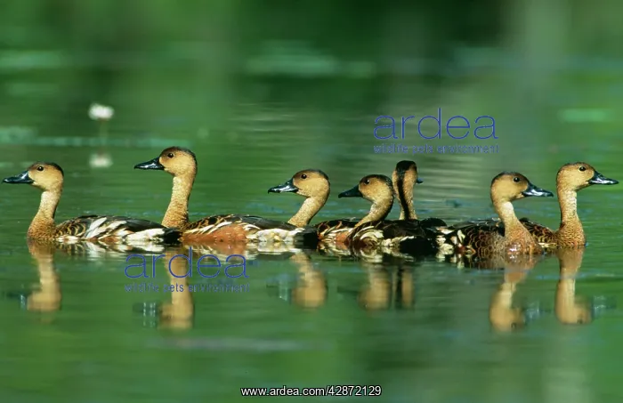 : Wandering Whistling-Ducks / Water Whistle-duck : Wandering Whistling-Ducks / Water Whistle-duck