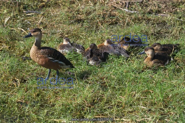 : Wandering Whistling-Ducks / Water Whistle-duck : Wandering Whistling-Ducks / Water Whistle-duck