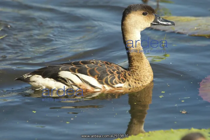 : Wandering Whistling-Ducks / Water Whistle-duck : Wandering Whistling-Ducks / Water Whistle-duck