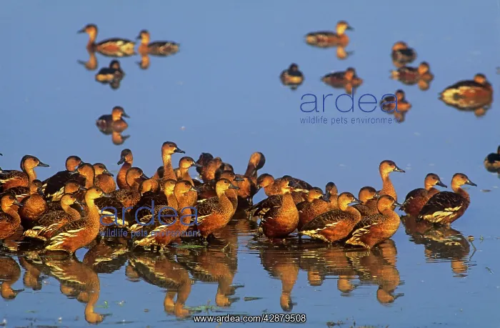: Wandering Whistling Ducks - Yellow Water : Wandering Whistling Ducks - Yellow Water