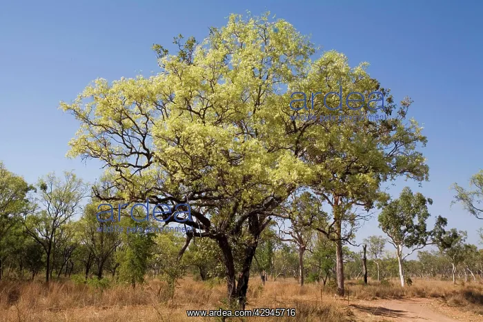: Wandi Ironbark : Wandi Ironbark
