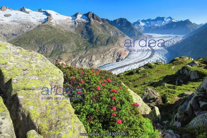 : Wannenhnrner and Aletsch glacier with alpine roses : Wannenhnrner and Aletsch glacier with alpine roses