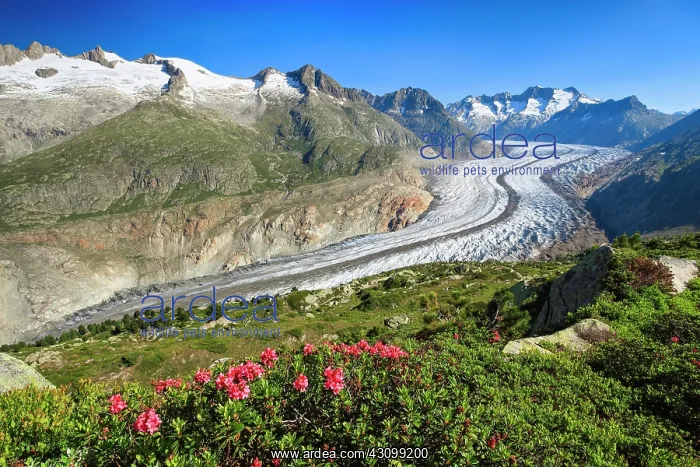  : Wannenhnrner and Aletsch glacier with alpine roses