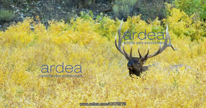 : Wapiti. Elk male (Cervus canadensis) standing in yellow flowers : Wapiti. Elk male (Cervus canadensis) standing in yellow flowers