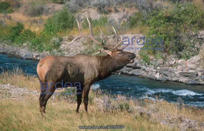 : Wapiti (Cervus canadensis), bull calling, Madison : Wapiti (Cervus canadensis), bull calling, Madison