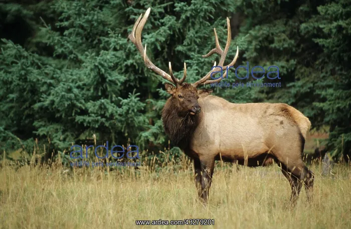 : Wapiti or elk (Cervus canadensis), bull in rutting : Wapiti or elk (Cervus canadensis), bull in rutting