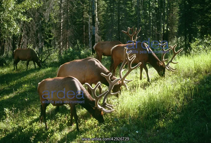  : WAPITI  /  Elk - four grazing in woodland