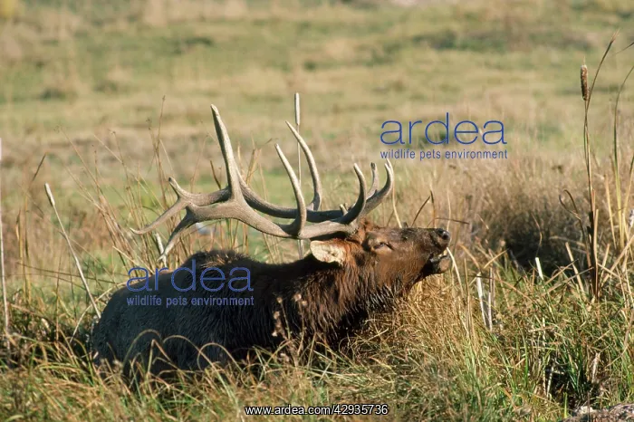  : Wapiti  /  Elk - male in wallow bugling