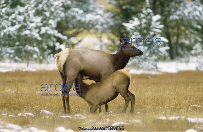 : WAPITI / ELK - Mother and Calf : WAPITI / ELK - Mother and Calf