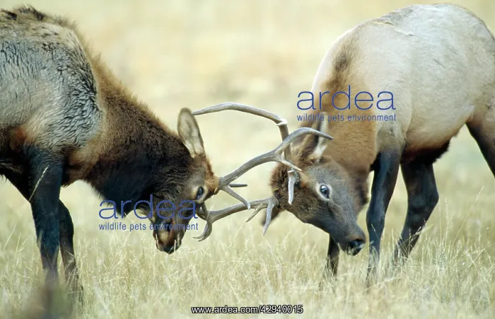 : WAPITI / Elks fighting, locking antlers : WAPITI / Elks fighting, locking antlers