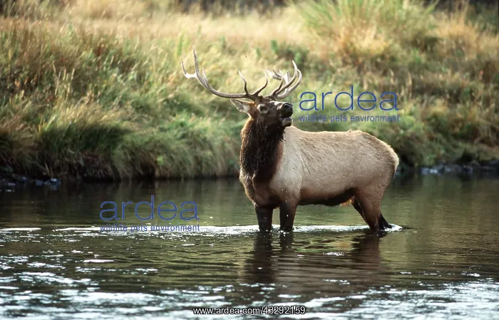 : WAPITI - male bugling in river : WAPITI - male bugling in river