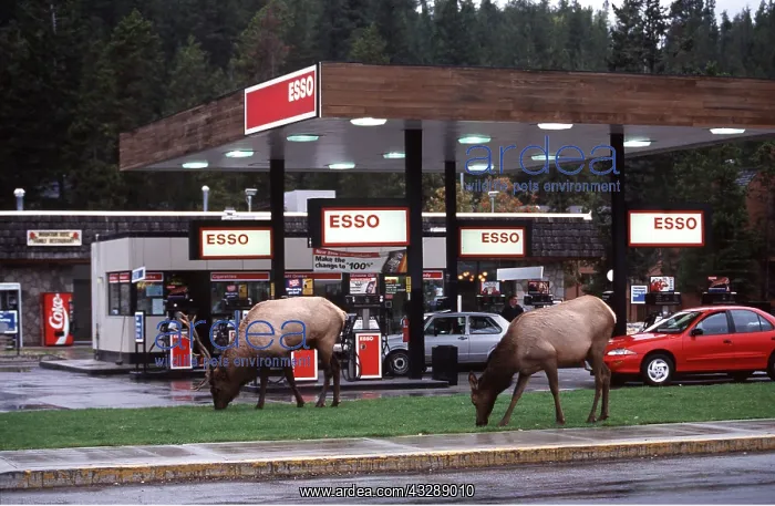 : WAPITI - pair grazing at petrol station : WAPITI - pair grazing at petrol station