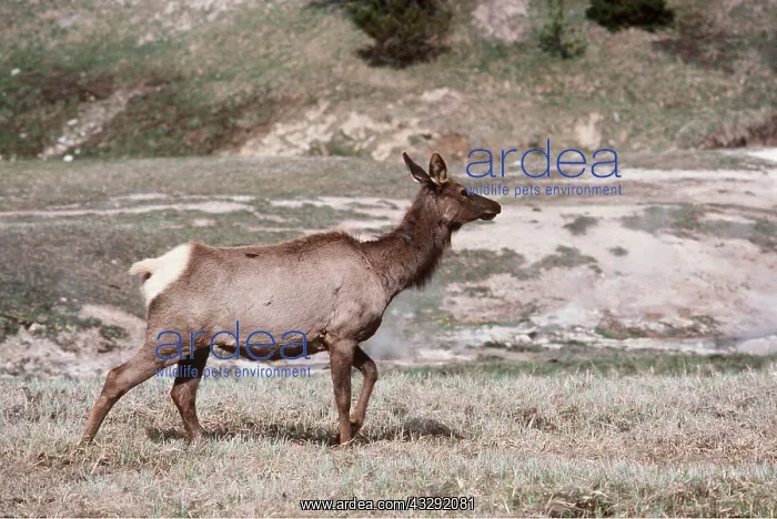 : Wapiti / Rocky Mountain Elk : Wapiti / Rocky Mountain Elk