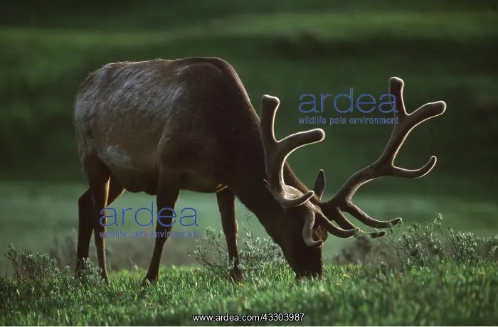 : Wapiti / Rocky Mountain Elk - close-up grazing : Wapiti / Rocky Mountain Elk - close-up grazing