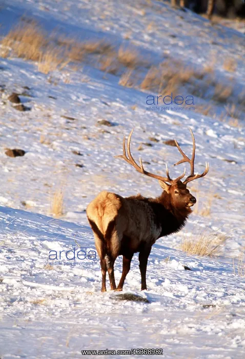 : WAPITI - in snow : WAPITI - in snow