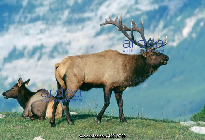 : Wapitis / Elks - bull : Wapitis / Elks - bull