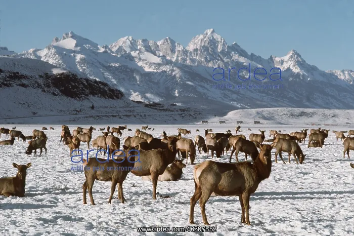 : WAPITIS with TETON RANGE in background : WAPITIS with TETON RANGE in background