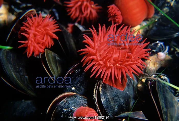 : Waratah anemone - growing alongside a cluster of : Waratah anemone - growing alongside a cluster of