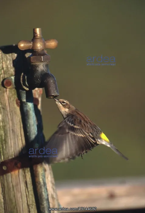 : Warbler Drinking : Warbler Drinking