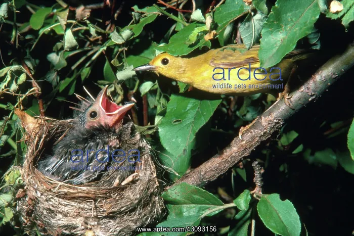 : Warbler feeding Cowbird