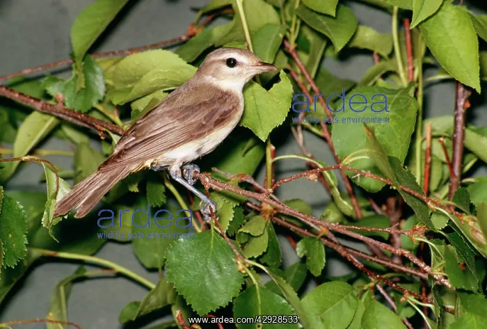  : WARBLING VIREO