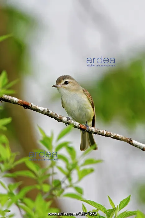  : Warbling Vireo