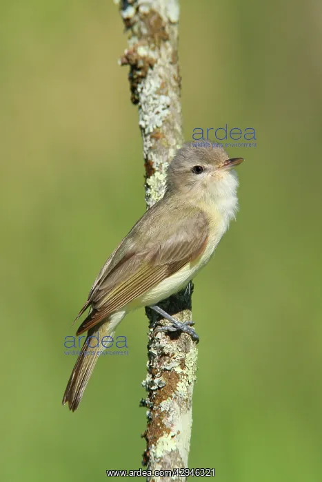 : Warbling Vireo : Warbling Vireo