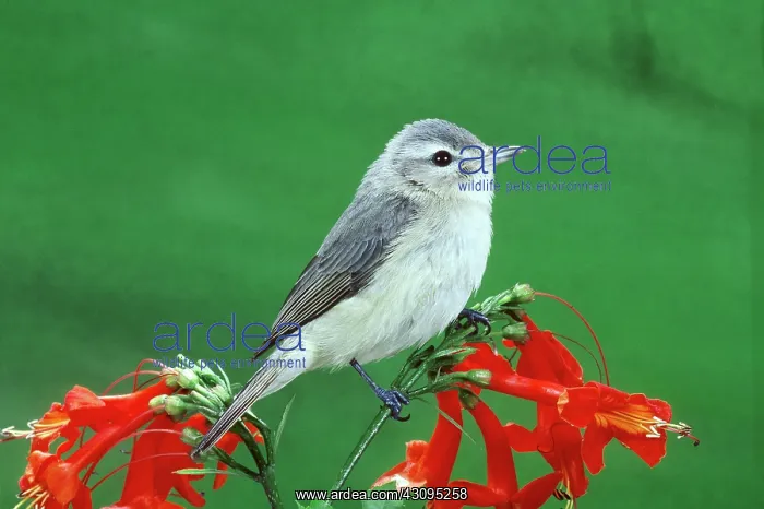 : Warbling Vireo : Warbling Vireo