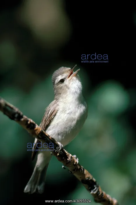 : Warbling Vireo : Warbling Vireo