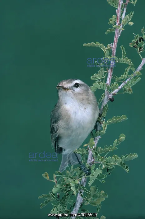 : Warbling Vireo : Warbling Vireo
