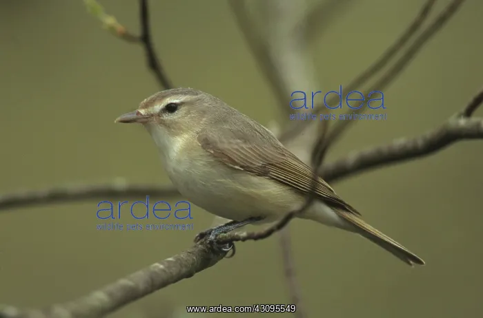 : Warbling Vireo : Warbling Vireo