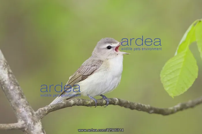 : Warbling Vireo - Singing : Warbling Vireo - Singing