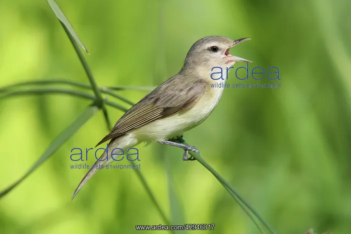 : Warbling Vireo - Singing : Warbling Vireo - Singing