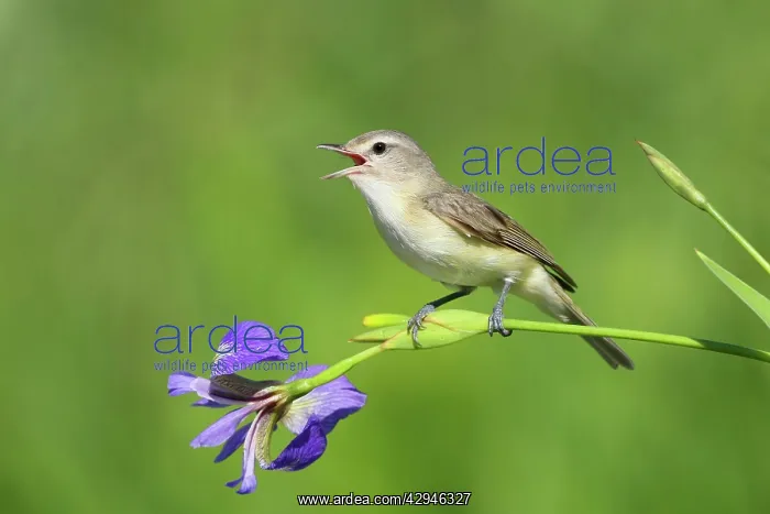 : Warbling Vireo - Singing : Warbling Vireo - Singing