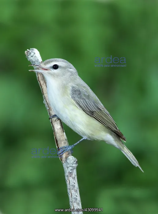 : Warbling Vireo Singing : Warbling Vireo Singing