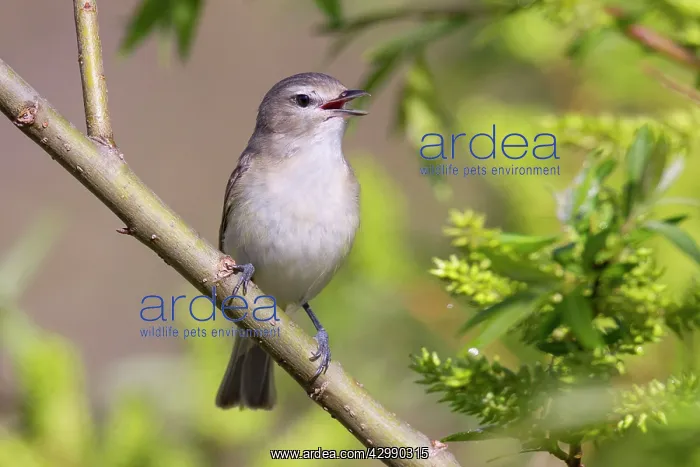 : Warbling Vireo - singing on territory in Spring from willows : Warbling Vireo - singing on territory in Spring from willows