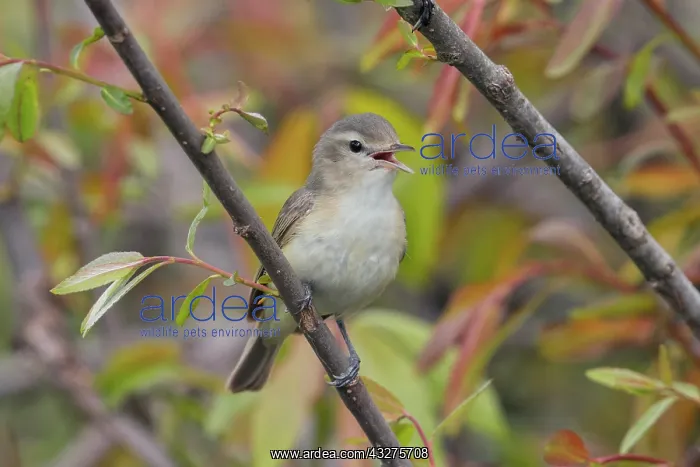 : Warbling Vireo, Vireo gilvus. Foraging and singing around a : Warbling Vireo, Vireo gilvus. Foraging and singing around a