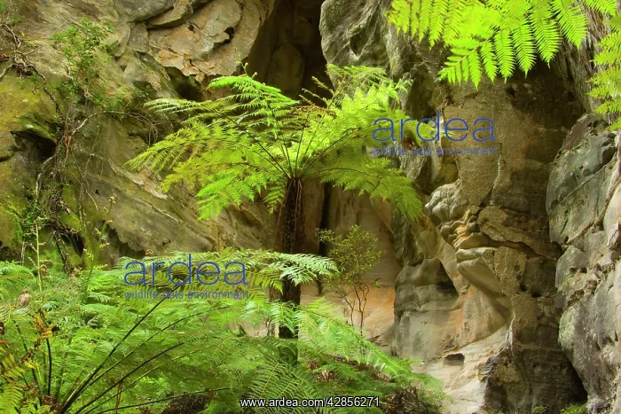  : Ward's Canyon - tree fern grows in Ward's canyon